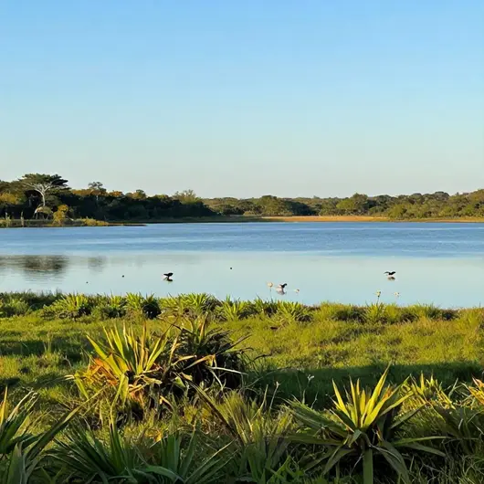 Descubra o Parque Nacional da Lagoa do Peixe Descubra o Parque Nacional da Lagoa do Peixe